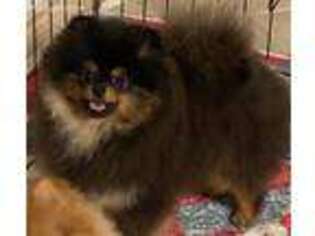 Pomeranian Puppy for sale in Corpus Christi, TX, USA