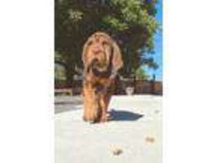 Bloodhound Puppy for sale in Douglas, WY, USA