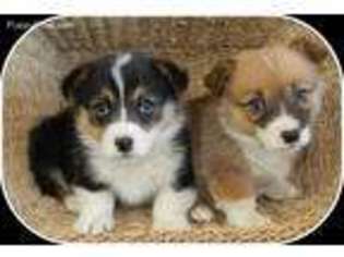 Pembroke Welsh Corgi Puppy for sale in Wetmore, CO, USA