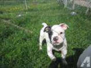 Olde English Bulldogge Puppy for sale in LIVONIA, NY, USA