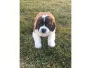 Saint Bernard Puppy for sale in Lima, OH, USA