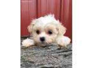 Maltese Puppy for sale in Alma, GA, USA