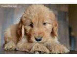 Goldendoodle Puppy for sale in Athens, GA, USA