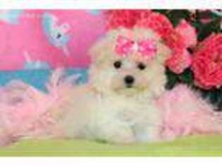 Mal-Shi Puppy for sale in Lena, LA, USA