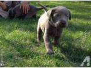 Mutt Puppy for sale in SCOTTSBLUFF, NE, USA