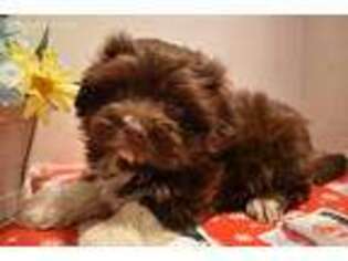 Havanese Puppy for sale in Glen Allen, VA, USA
