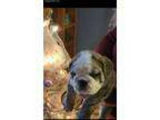 Bulldog Puppy for sale in Raynham, MA, USA
