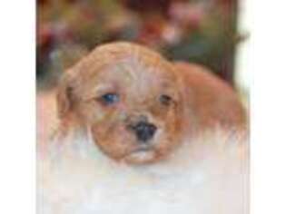 Cavapoo Puppy for sale in Ottumwa, IA, USA