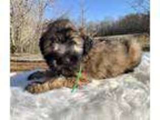 Soft Coated Wheaten Terrier Puppy for sale in Paducah, KY, USA