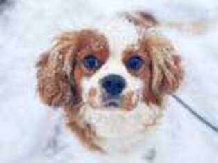 Cavalier King Charles Spaniel Puppy for sale in Golden City, MO, USA