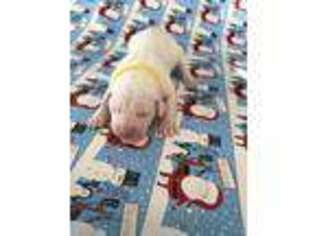 Dogo Argentino Puppy for sale in Conyers, GA, USA