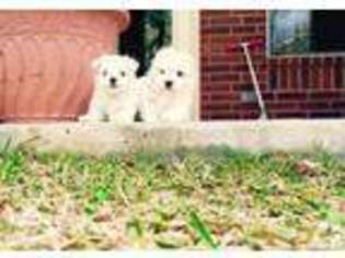 Maltese Puppy for sale in BOERNE, TX, USA