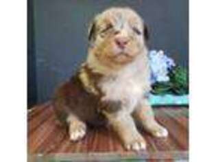 Australian Shepherd Puppy for sale in Athens, TX, USA