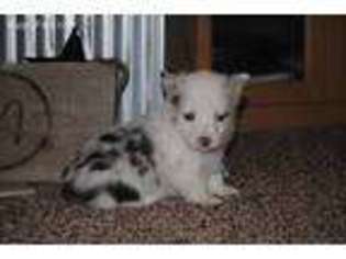 Pembroke Welsh Corgi Puppy for sale in Colony, OK, USA