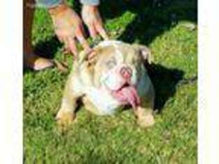 Bulldog Puppy for sale in Easley, SC, USA
