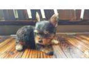 Yorkshire Terrier Puppy for sale in FAIRBANKS, AK, USA