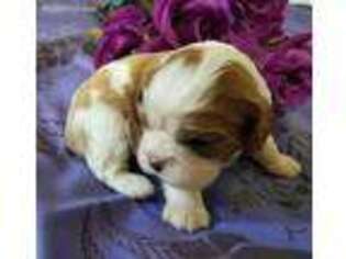 Cavalier King Charles Spaniel Puppy for sale in Orange, TX, USA