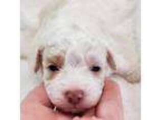Mutt Puppy for sale in Denmark, SC, USA