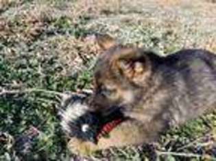 German Shepherd Dog Puppy for sale in La Junta, CO, USA