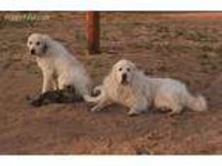 Great Pyrenees Puppy for sale in Sylvia, KS, USA