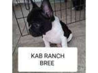 French Bulldog Puppy for sale in Mayer, AZ, USA