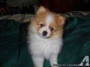 Pomeranian Puppy for sale in MOLALLA, OR, USA