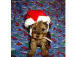 Yorkshire Terrier Puppy for sale in Fremont, OH, USA