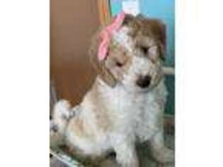 Goldendoodle Puppy for sale in Marion, IA, USA