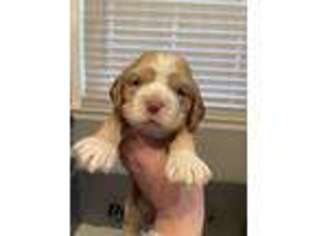Cocker Spaniel Puppy for sale in Danville, KY, USA