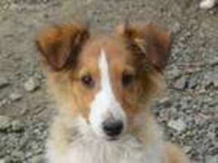 Shetland Sheepdog Puppy for sale in Riddle, OR, USA