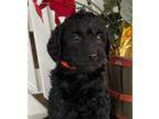 Labradoodle Puppy for sale in Warsaw, NY, USA