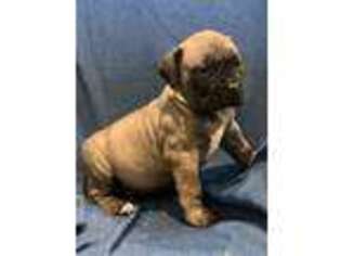 Boerboel Puppy for sale in Amanda, OH, USA