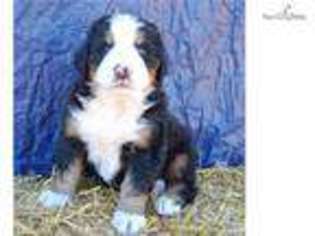 Bernese Mountain Dog Puppy for sale in Grand Island, NE, USA