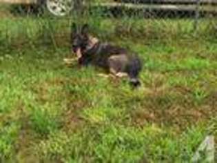 German Shepherd Dog Puppy for sale in BLOOMSDALE, MO, USA