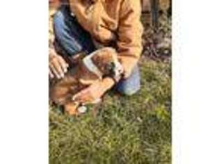 Boxer Puppy for sale in Silver Lake, IN, USA