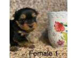 Yorkshire Terrier Puppy for sale in Copperhill, TN, USA