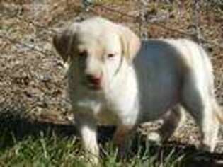 Labrador Retriever Puppy for sale in Indianapolis, IN, USA