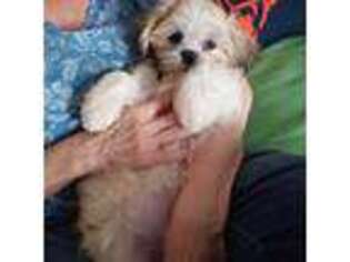 Shorkie Tzu Puppy for sale in Huntley, IL, USA