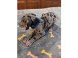 Great Dane Puppy for sale in Willard, MO, USA