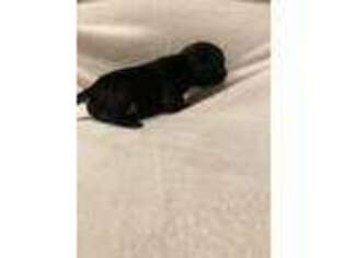 Pug Puppy for sale in Endwell, NY, USA