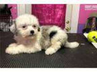 Cavachon Puppy for sale in Cincinnati, OH, USA