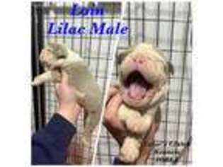 Olde English Bulldogge Puppy for sale in Fremont, IN, USA