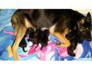 German Shepherd Dog Puppy for sale in NEW HARTFORD, NY, USA