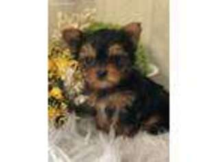 Yorkshire Terrier Puppy for sale in Wawaka, IN, USA