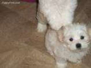 Maltese Puppy for sale in Orchard Park, NY, USA