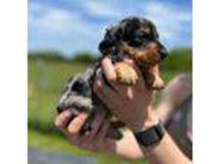 Dachshund Puppy for sale in Hillsboro, IA, USA