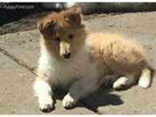 Collie Puppy for sale in Chisago City, MN, USA