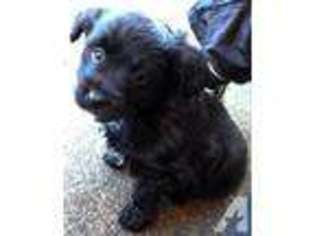 Mutt Puppy for sale in MOLALLA, OR, USA