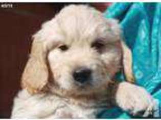 Mutt Puppy for sale in FOWLER, IN, USA