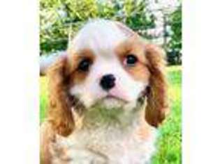 Cavalier King Charles Spaniel Puppy for sale in Oxford, PA, USA